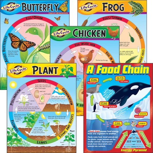 CHARTS,LIFE CYCLES,K-3,5PK